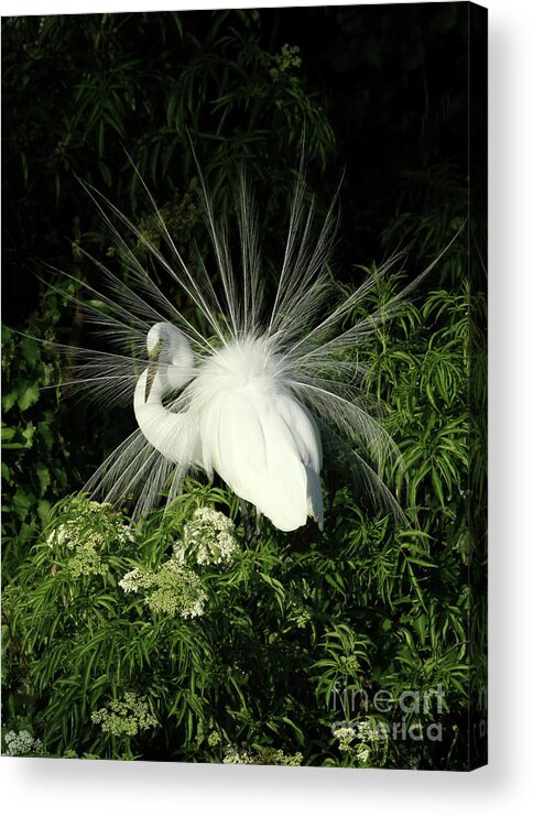 Bird Acrylic Print featuring the photograph Egret Fan Dancer by Sabrina L Ryan