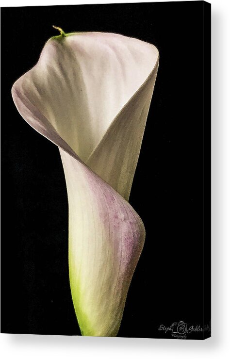 Calla Acrylic Print featuring the photograph Elegant Calla by Steph Gabler