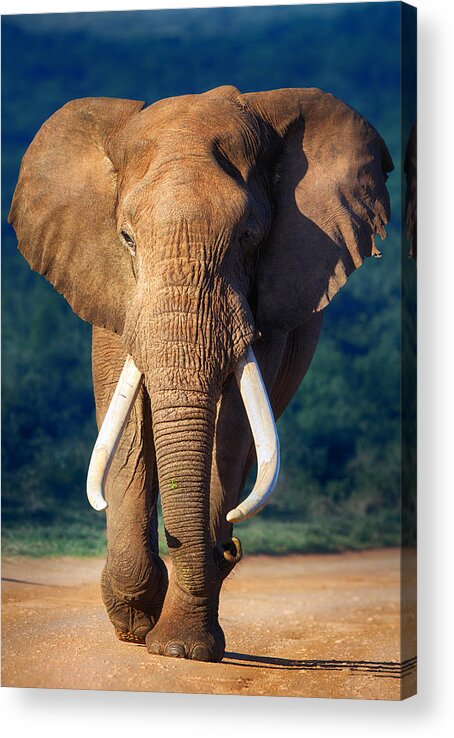 Elephant Acrylic Print featuring the photograph Elephant approaching by Johan Swanepoel