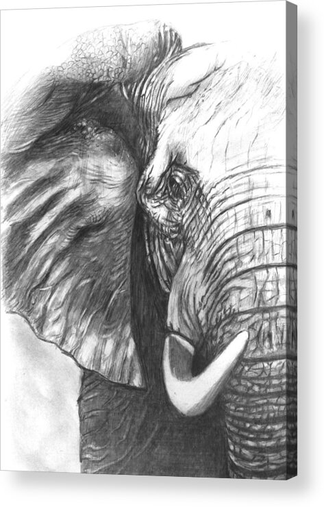 Elephant Pencil Drawing Acrylic Print featuring the drawing Elephant for Alabama by Hae Kim