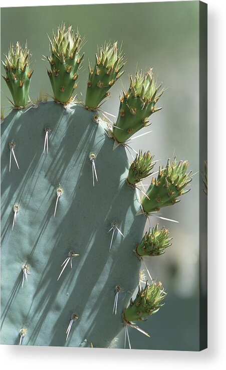 Mp Acrylic Print featuring the photograph Engelmann Prickly Pear Opuntia by Konrad Wothe