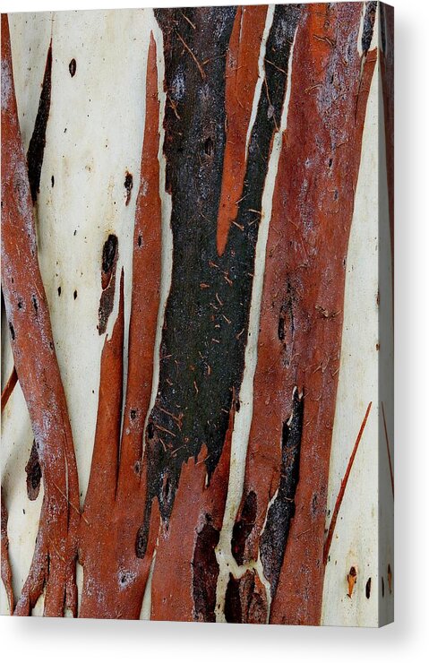 Eucalyptus Acrylic Print featuring the photograph Eucalyptus Bark Abstract 2 by Denise Clark