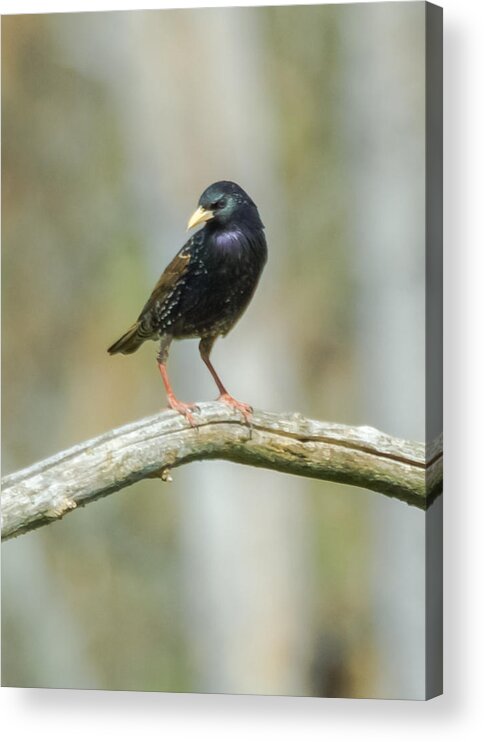 European Starling Acrylic Print featuring the photograph European Starling by Holden The Moment