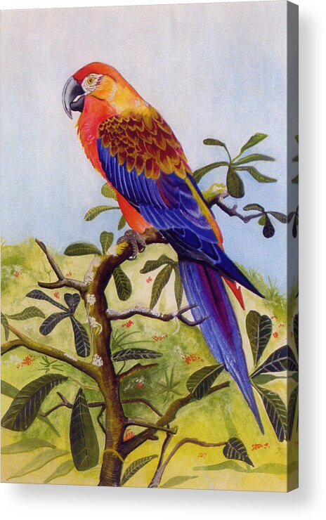 Extinct Acrylic Print featuring the painting Extinct Birds The Macaw or Parrot by Debbie McIntyre