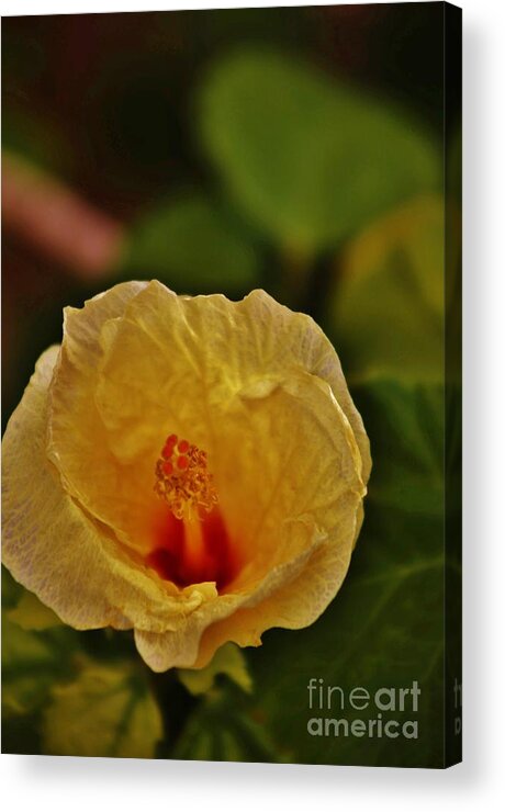 Hibiscus Acrylic Print featuring the photograph Fading Beauty by Craig Wood