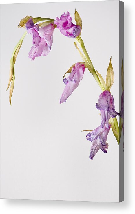 Gladiolus Acrylic Print featuring the photograph Fading Gladiolus by Cheryl Day