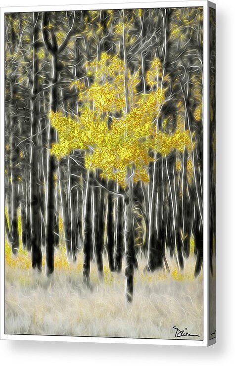 Aspen Acrylic Print featuring the photograph Feathered Aspen by Peggy Dietz