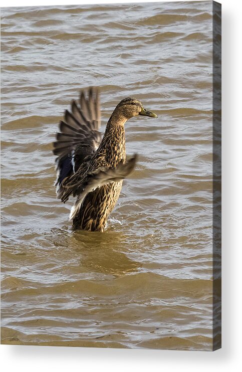 Jan Holden Acrylic Print featuring the photograph Female Mallard by Holden The Moment