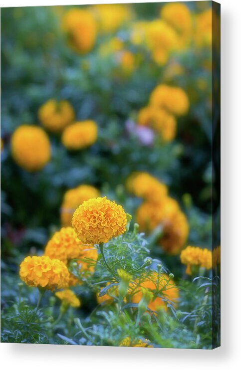 Dahlia Acrylic Print featuring the photograph Field of Gold by Jade Moon