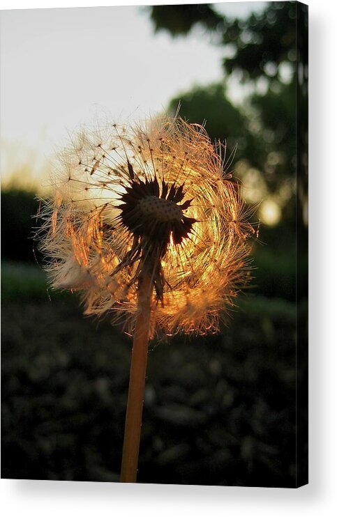 Flower Acrylic Print featuring the photograph Fiery Dandelion by Michele Stoehr