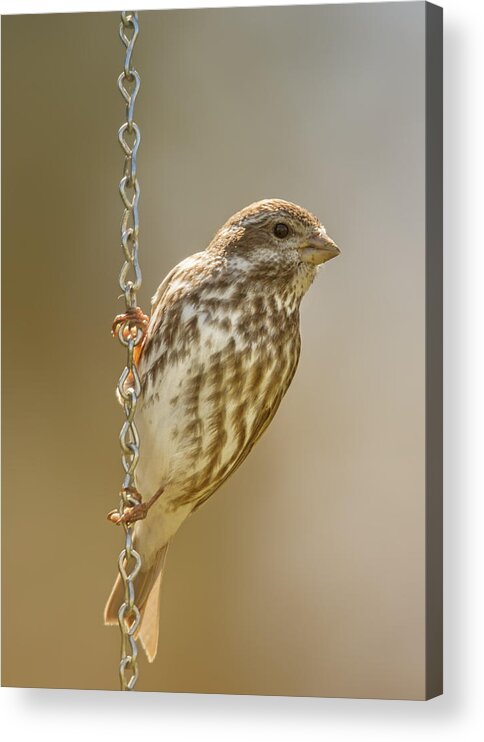 Birding Acrylic Print featuring the photograph Finch On Chains by Bill and Linda Tiepelman