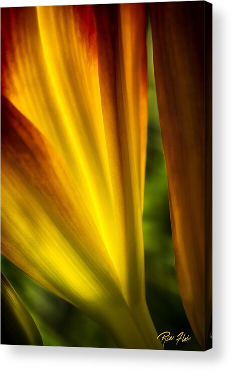 Flower Acrylic Print featuring the photograph Floral Abstract by Rikk Flohr
