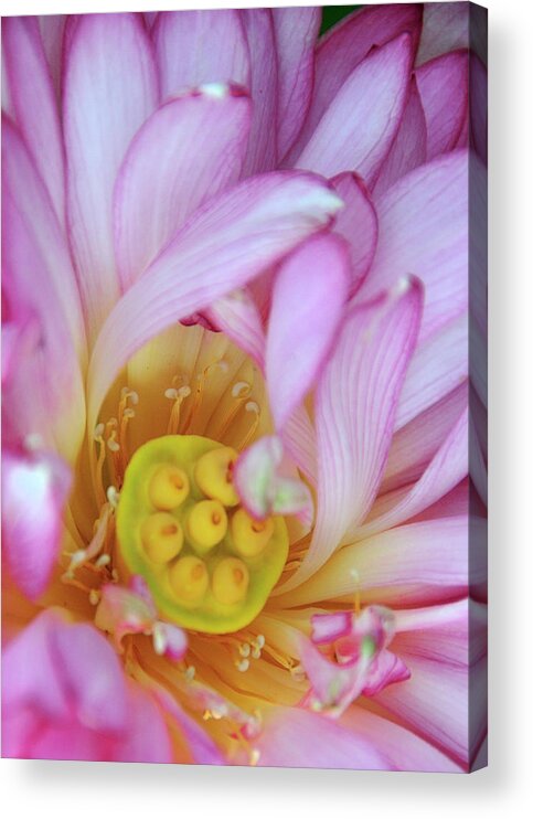 Flower Acrylic Print featuring the photograph Flower Center by David Arment
