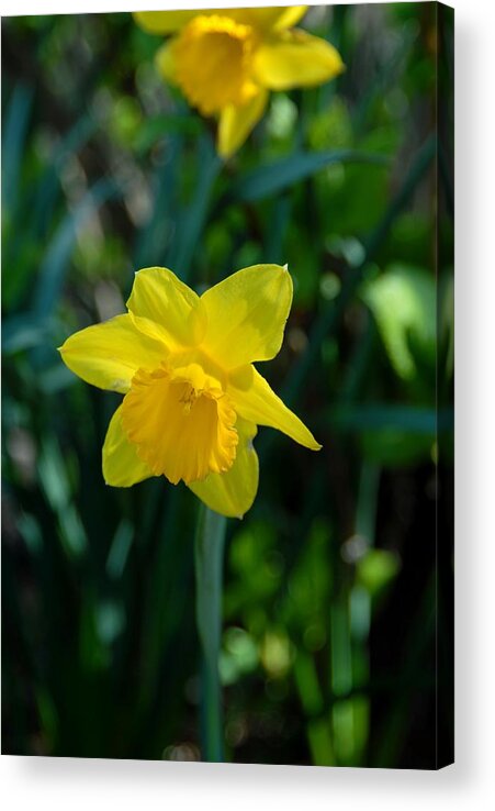 Daffodil Flowers Acrylic Print featuring the photograph Flowers 147 by Joyce StJames
