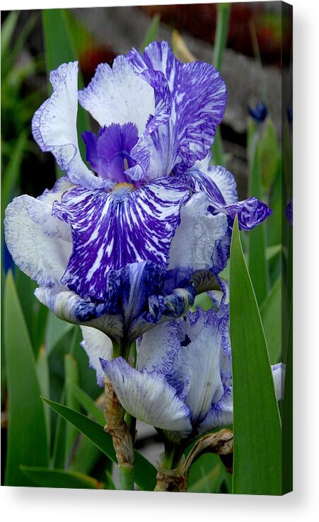 Iris Flower Acrylic Print featuring the photograph Flowers 735 by Joyce StJames