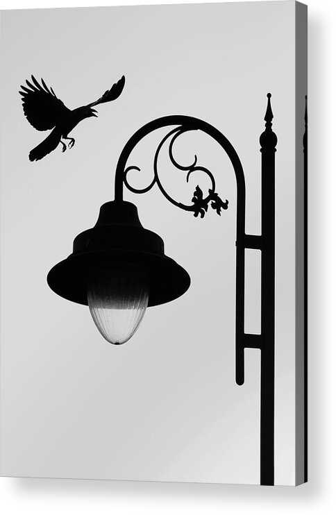 Flying Crow Photography Acrylic Print featuring the photograph Flying Crow Vs Street Lamp by Prakash Ghai