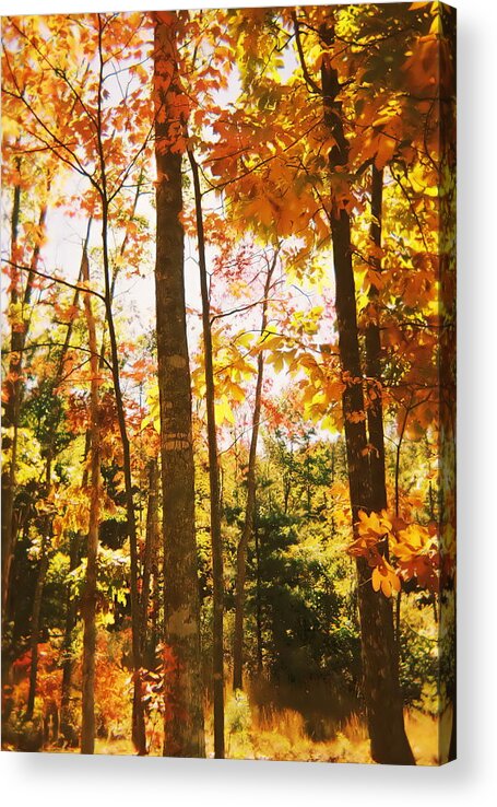 Trees Acrylic Print featuring the photograph Forest In Fall by Cat Rondeau