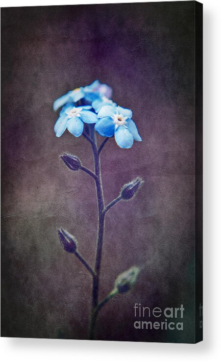 forget Me Not Acrylic Print featuring the photograph Forget Me Not 04 - s6ct7b by Variance Collections