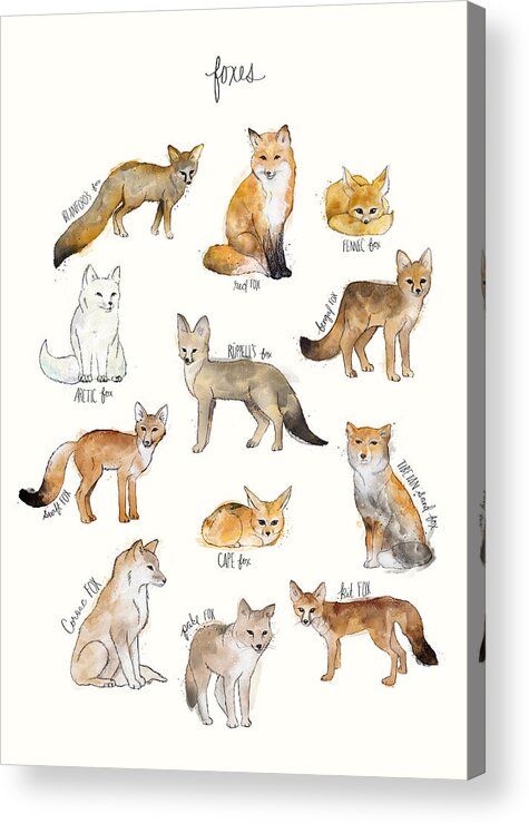 Blanford�s Fox Acrylic Print featuring the painting Foxes by Amy Hamilton