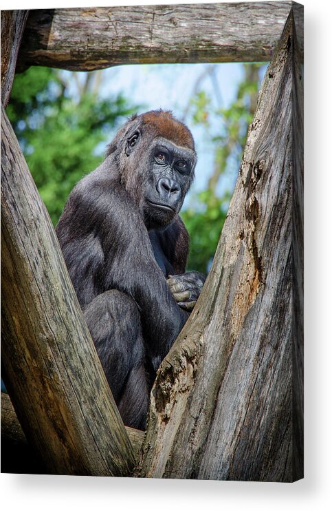 Great Apes Acrylic Print featuring the photograph Framed by Neil Shapiro