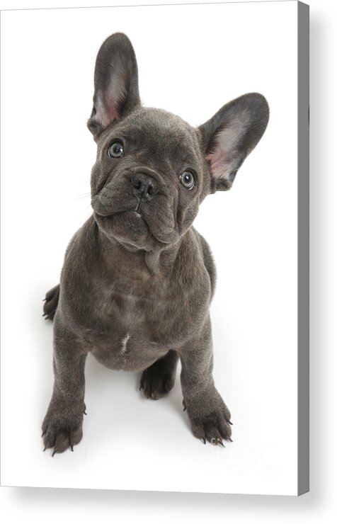Nature Acrylic Print featuring the photograph French Bulldog Puppy by Mark Taylor