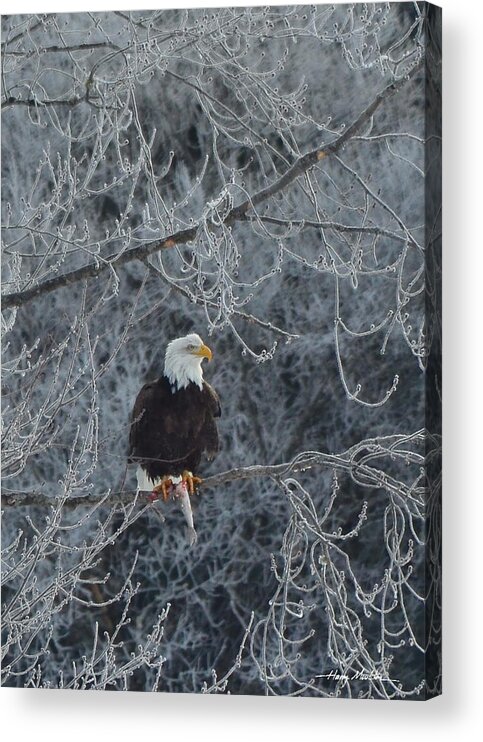 Bird Acrylic Print featuring the photograph Frosty Morning Eagle by Harry Moulton