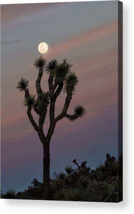 Loree Johnson Photography Acrylic Print featuring the photograph Full Moon at Joshua Tree National Park by Loree Johnson