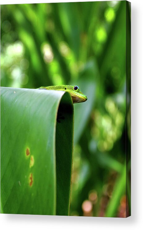 Hawaii Acrylic Print featuring the photograph GeckoOverlook by Anthony Jones