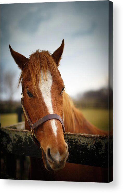 Horse Acrylic Print featuring the photograph Genuine Reward by Shane Holsclaw