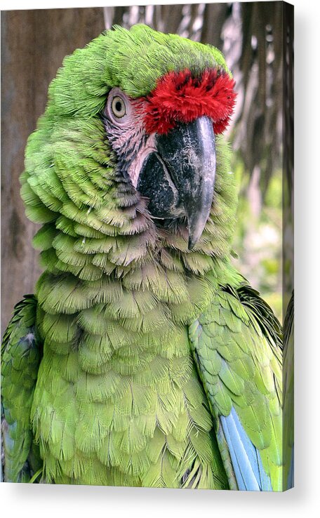 Portrait Acrylic Print featuring the photograph George the Parrot by Bob Slitzan