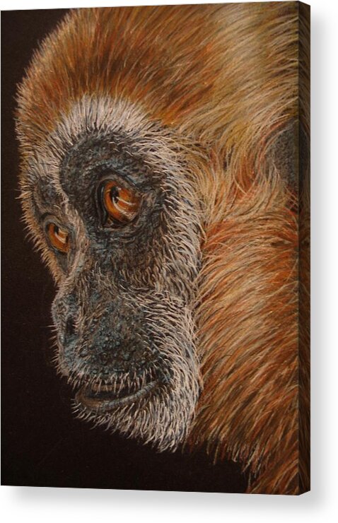 Animals Acrylic Print featuring the drawing Gibbon by Karen Ilari