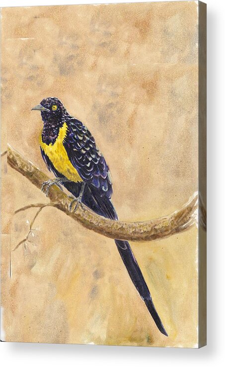 Wildlife Acrylic Print featuring the painting Golden Breasted Starling by Wayne Monninger