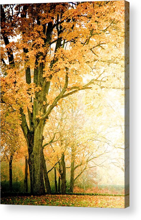 Golden Acrylic Print featuring the photograph Golden Tree by Maggie Terlecki