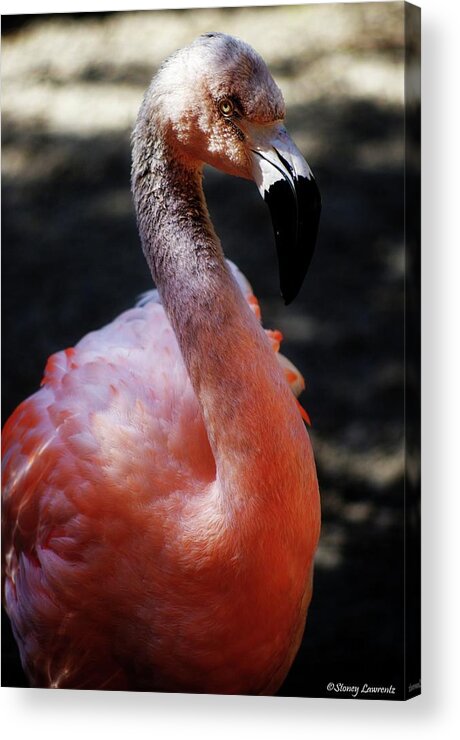 Flamingo Acrylic Print featuring the photograph Gray Flamingo by Stoney Lawrentz