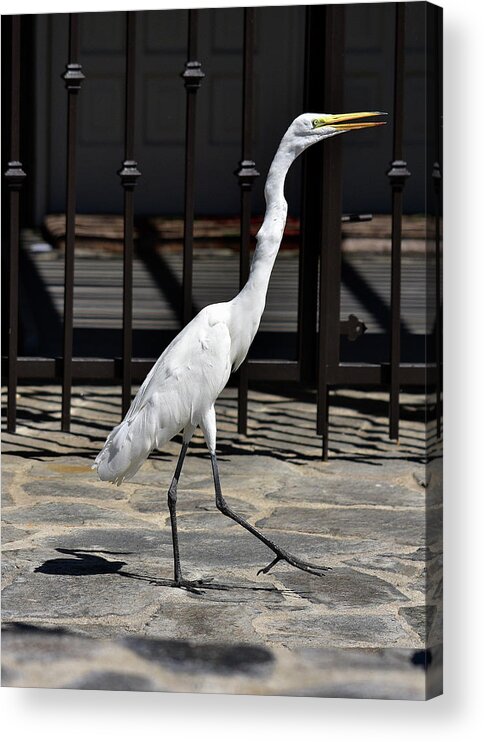 Linda Brody Acrylic Print featuring the photograph Great Egret in the Neighborhood Strutting 1 by Linda Brody