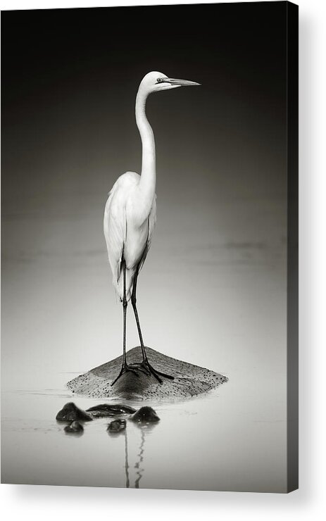 Egret Acrylic Print featuring the photograph Great white egret on Hippo by Johan Swanepoel