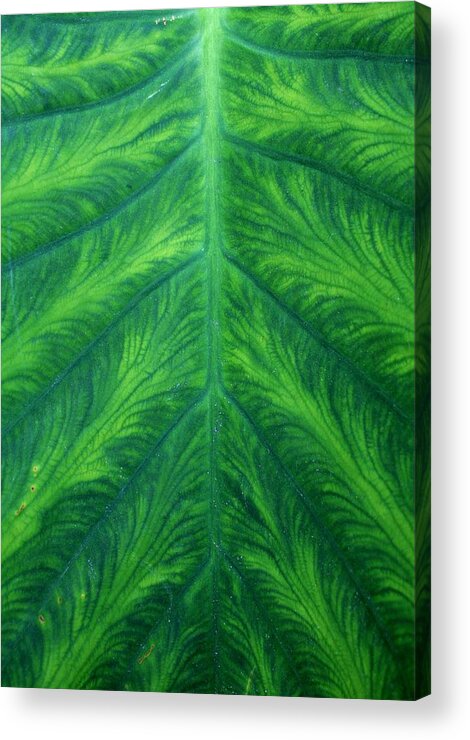 Green Acrylic Print featuring the photograph Green Leaf by Alma Yamazaki