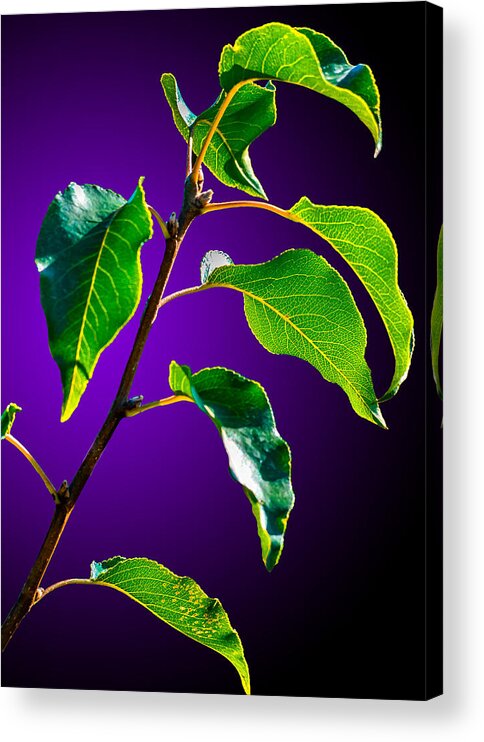  Acrylic Print featuring the photograph Green Leaves by Brian Stevens