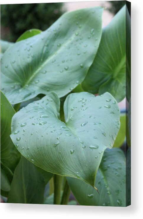 Botanical Acrylic Print featuring the photograph Green Leaves by James Woody