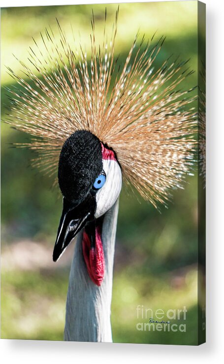 Gulf Acrylic Print featuring the photograph Grey Crowned Crane Gulf Shores Al 2041 by Ricardos Creations