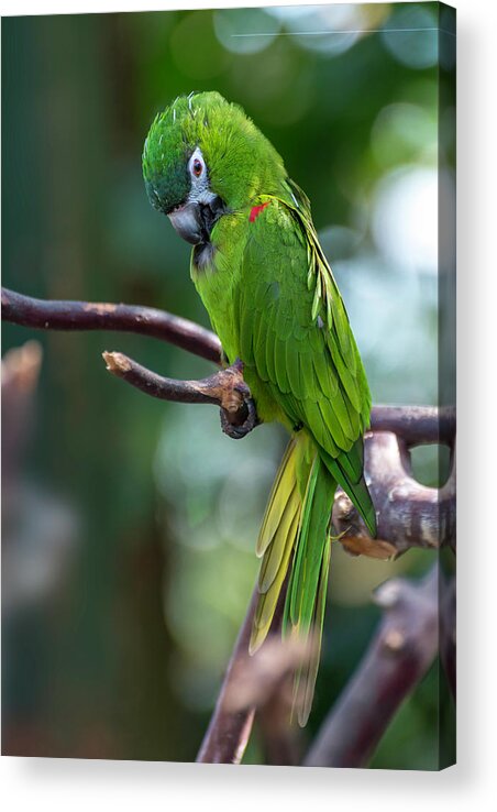 Hahn's Macaws Acrylic Print featuring the photograph Hahn's Macaws by John Poon