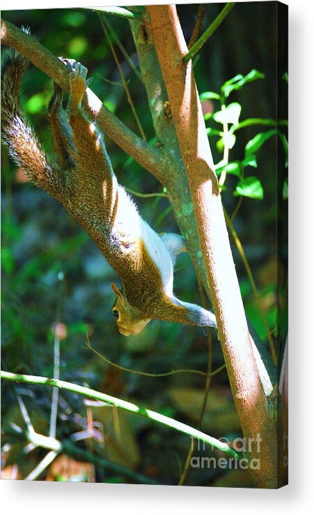 Wildlife Acrylic Print featuring the photograph Hanging Around by Eric Liller