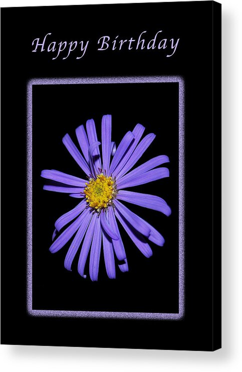 Birthday Acrylic Print featuring the photograph Happy Birthday Purple Aster by Michael Peychich