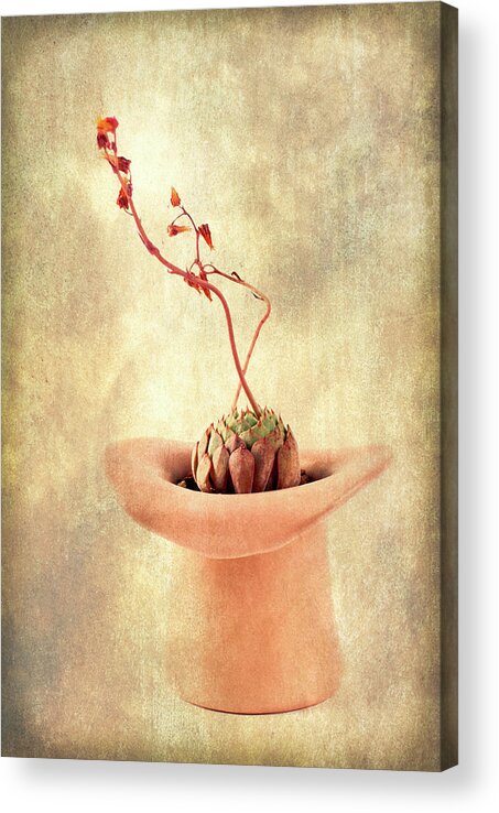 Hat Acrylic Print featuring the photograph Hat and Echeveria by Catherine Lau