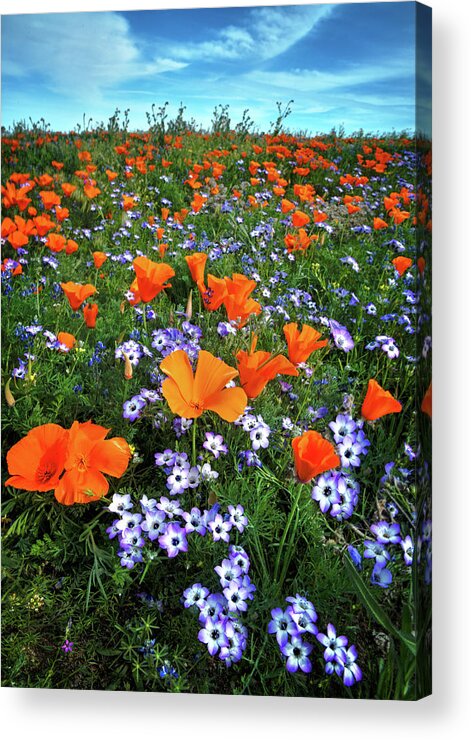Wildflower Acrylic Print featuring the photograph High Desert Wildflowers by Lynn Bauer