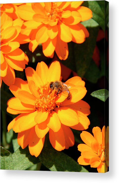 Bee Acrylic Print featuring the photograph Honey Bee on Yellow Flower by George Jones