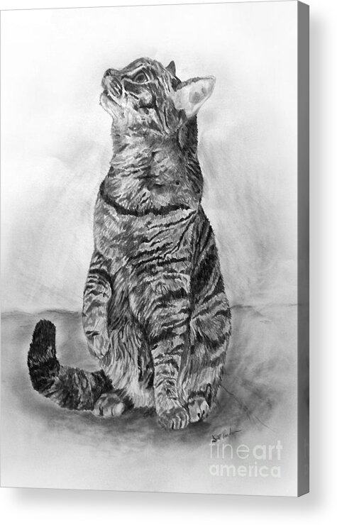 House Cat Acrylic Print featuring the drawing House Cat by Scott Parker