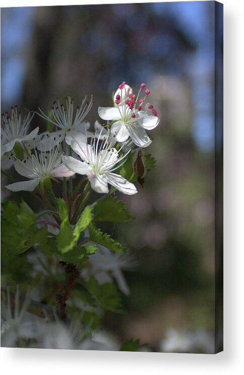 Flowers Acrylic Print featuring the photograph Houston Arboretum Flowers by James Woody