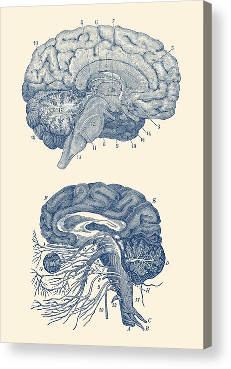 Brain Acrylic Print featuring the drawing Human Brain - Central Nervous System - Vintage Anatomy Print by Vintage Anatomy Prints