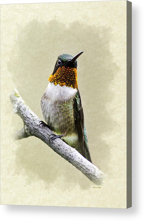 Birthday Acrylic Print featuring the mixed media Hummingbird Portrait Blank Note Card by Christina Rollo